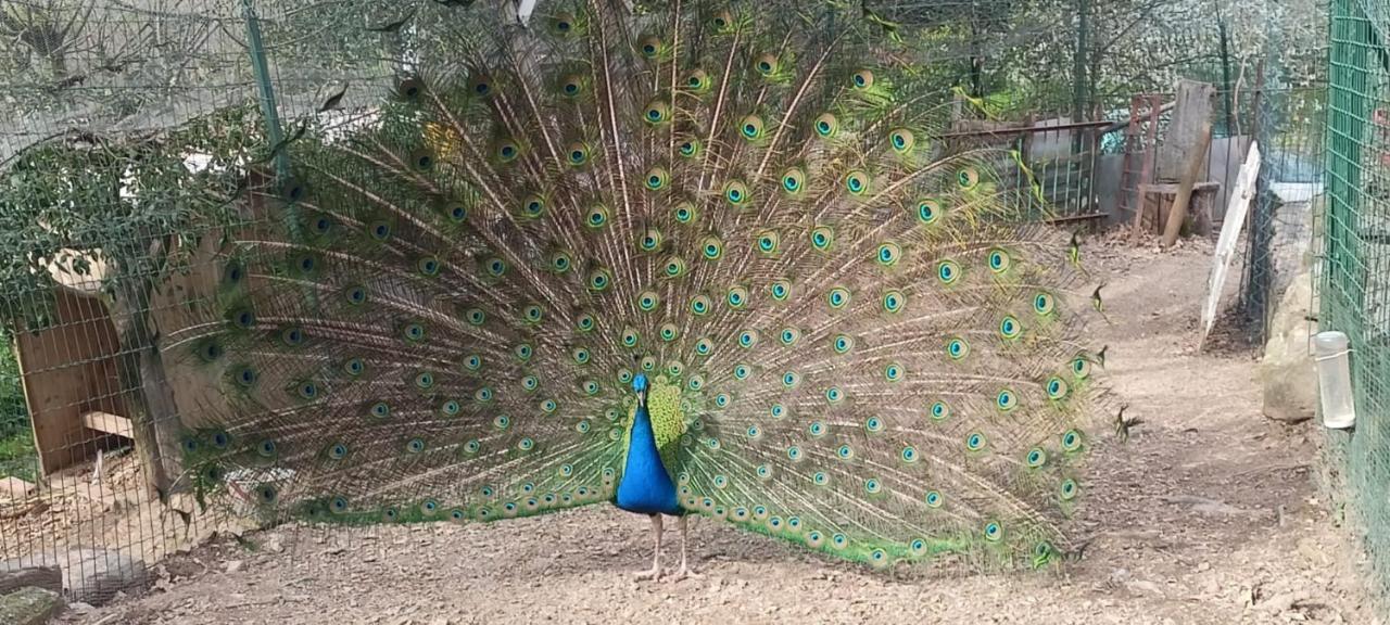 Il Giardino Dei Pavoni Ξενοδοχείο Soviore Εξωτερικό φωτογραφία