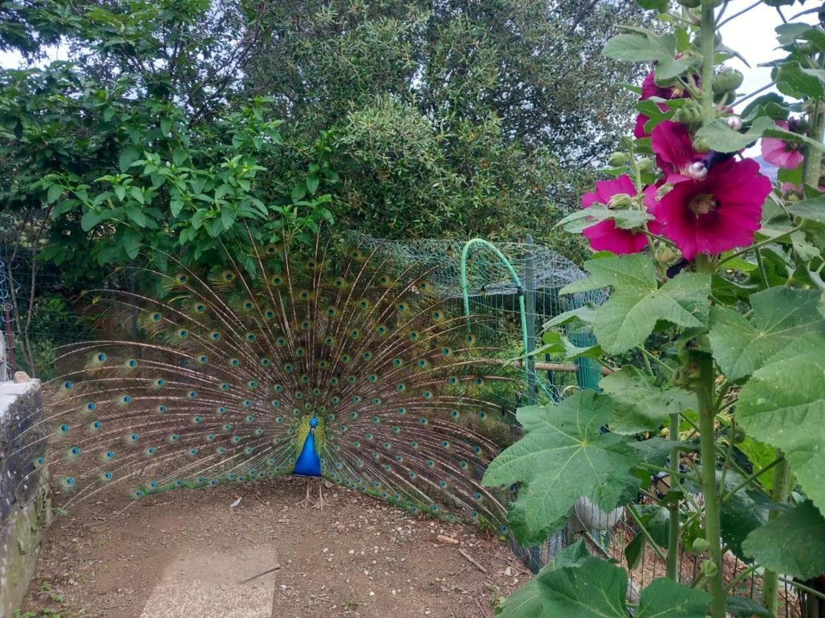 Il Giardino Dei Pavoni Ξενοδοχείο Soviore Εξωτερικό φωτογραφία